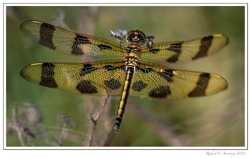 Photo of Halloween Pennant