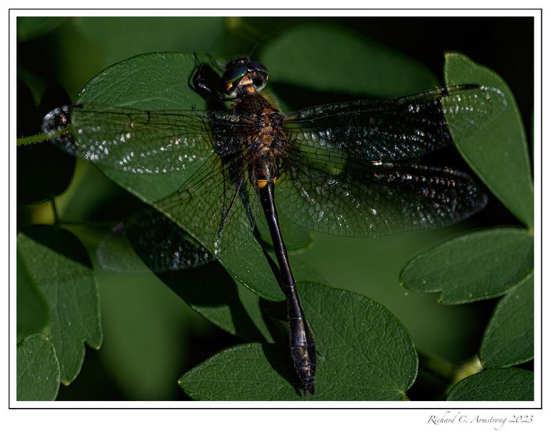 Photo of Racket-tailed Emerald