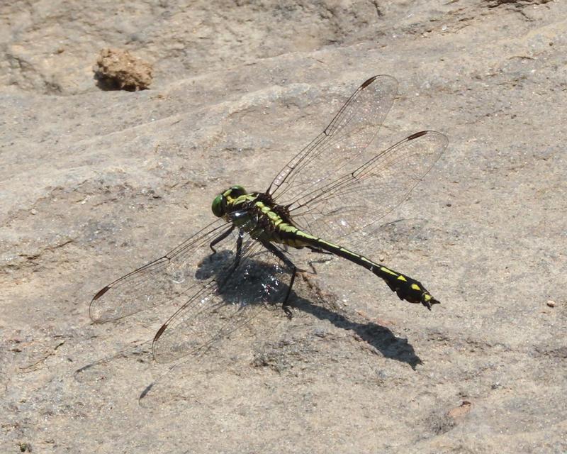 Photo of Black-shouldered Spinyleg