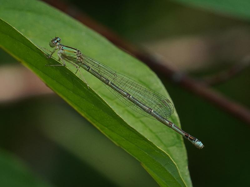 Photo of Vesper Bluet