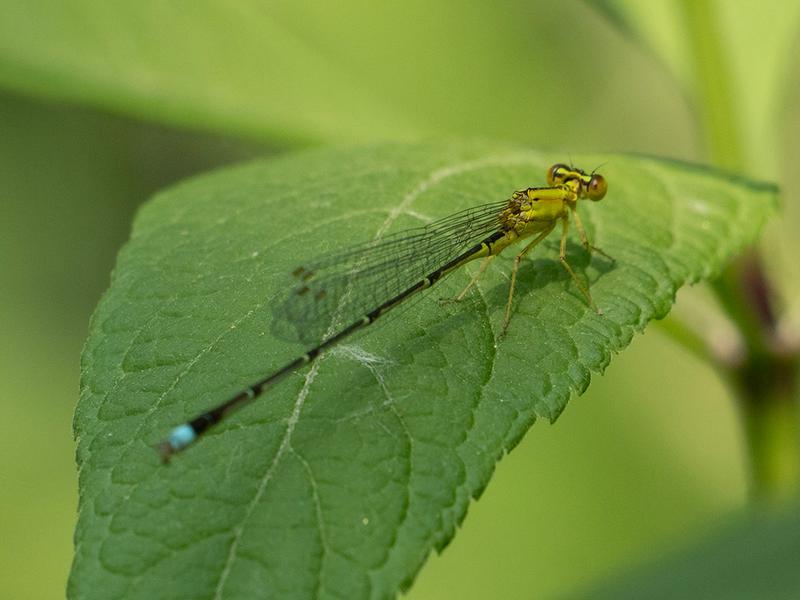 Photo of Vesper Bluet