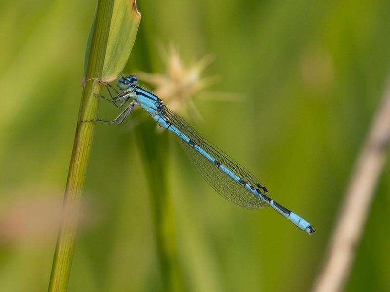 Photo of Marsh Bluet