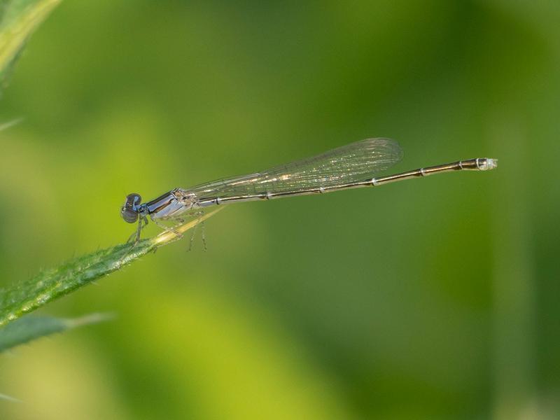 Photo of Orange Bluet