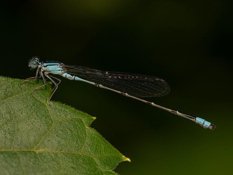 Photo of Slender Bluet