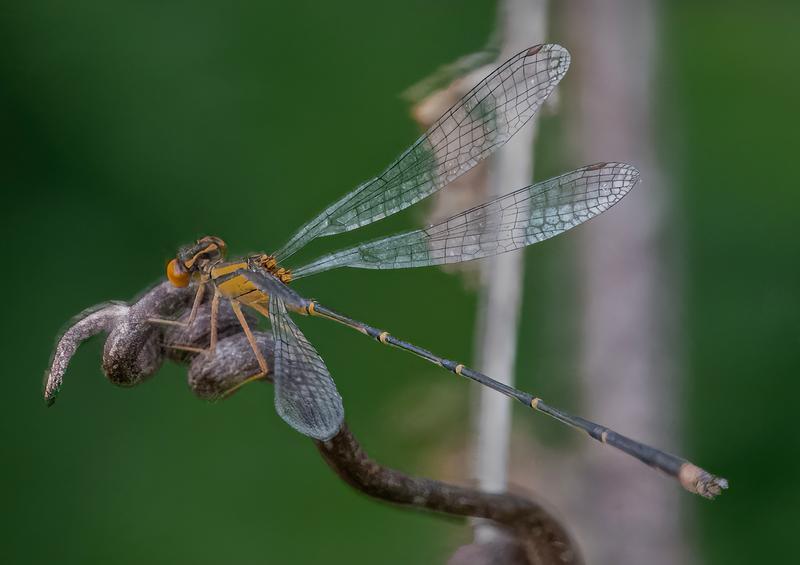 Photo of Orange Bluet