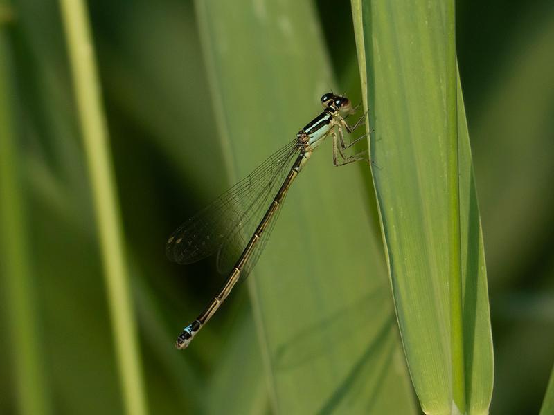 Photo of Eastern Forktail