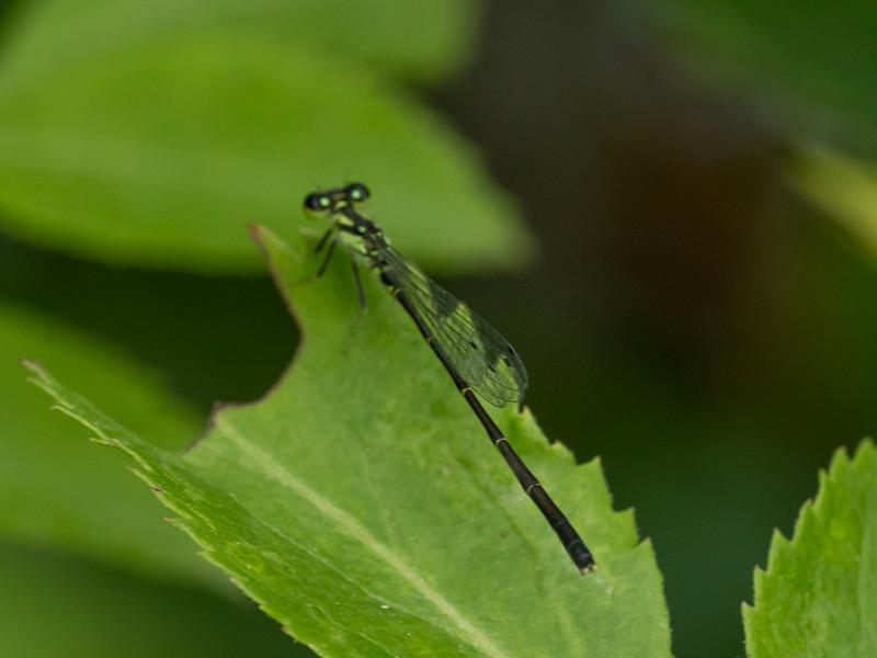 Photo of Fragile Forktail