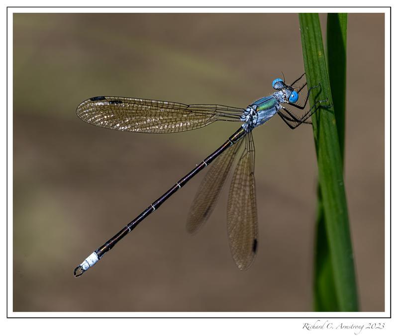 Photo of Amber-winged Spreadwing