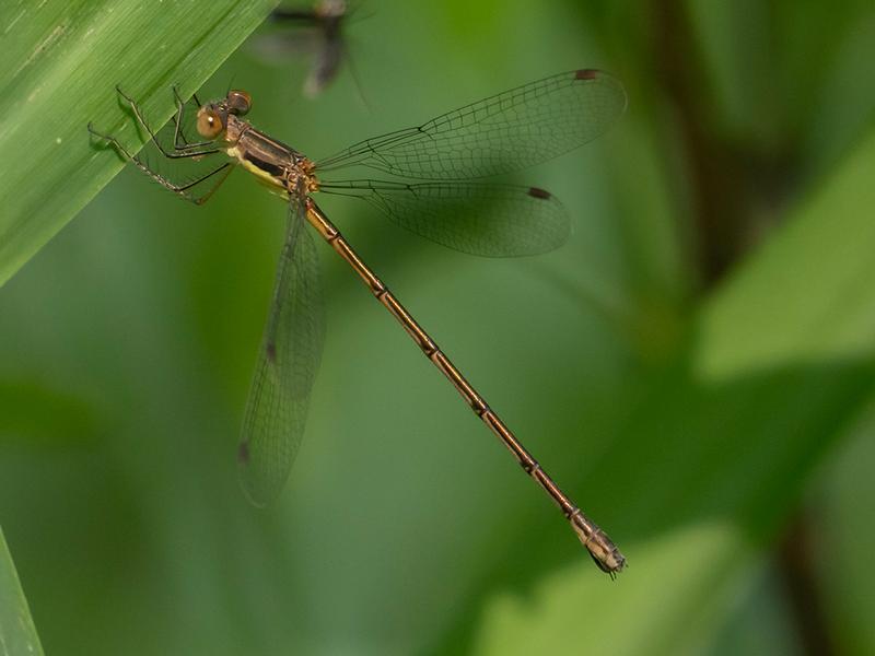 Photo of Slender Spreadwing