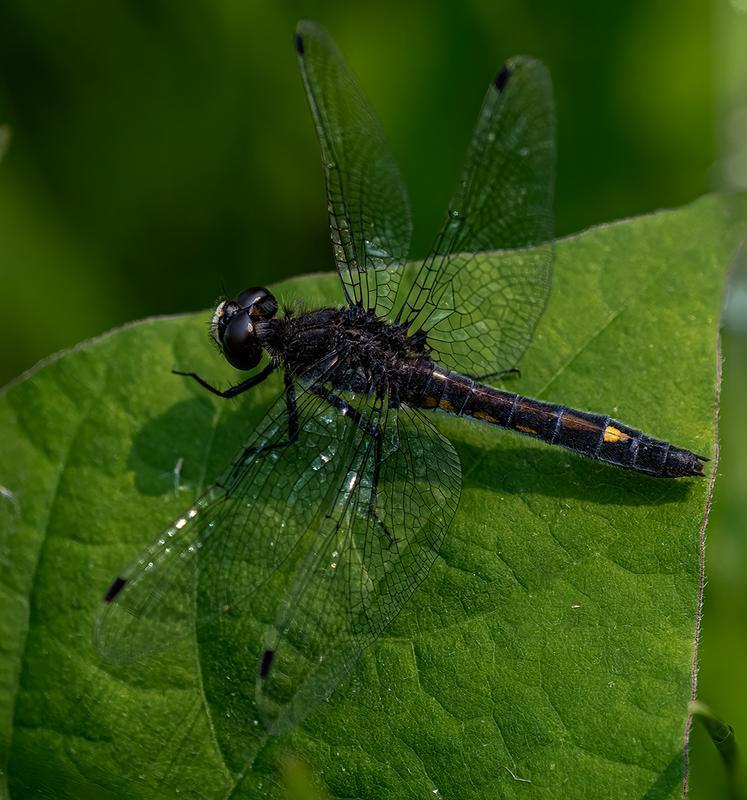 Photo of Dot-tailed Whiteface