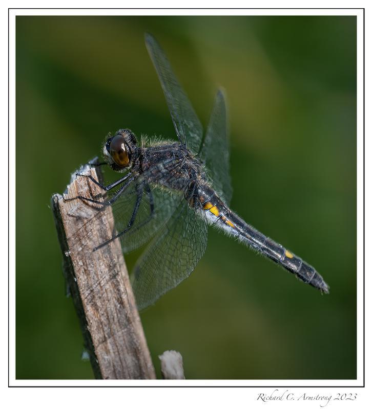 Photo of Dot-tailed Whiteface