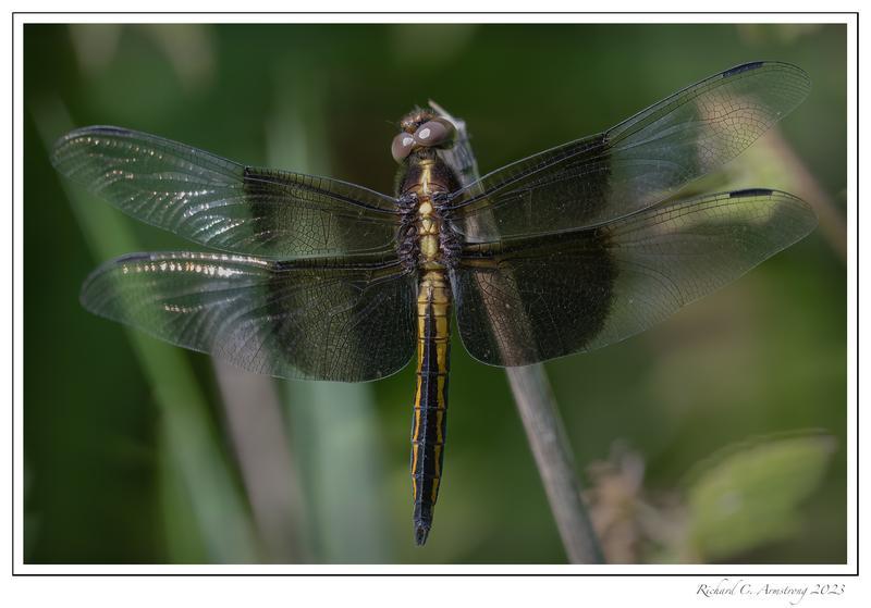 Photo of Widow Skimmer