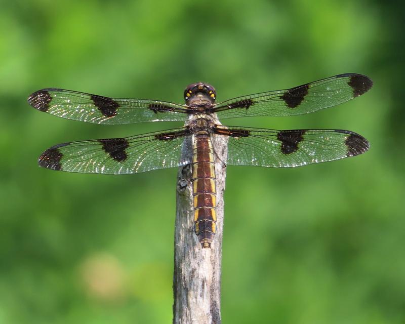 Photo of Twelve-spotted Skimmer