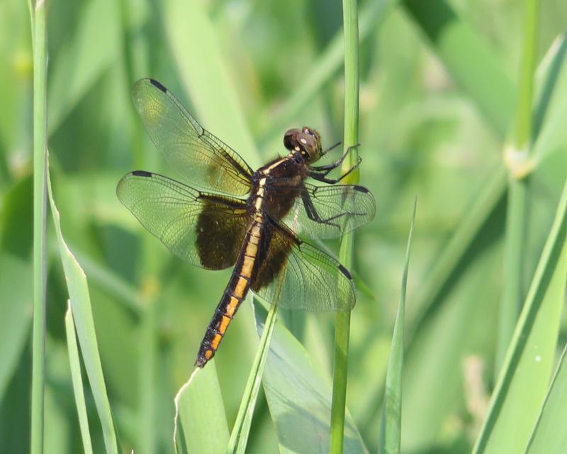 Photo of Widow Skimmer