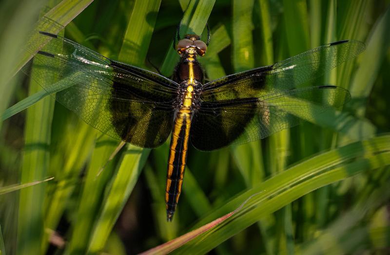 Photo of Widow Skimmer