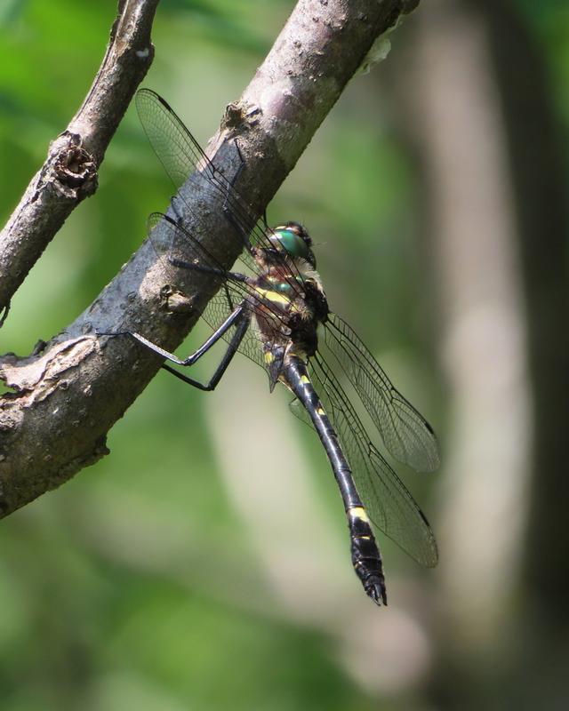 Photo of Swift River Cruiser (Illinois River Cruiser ssp.)