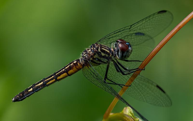 Photo of Blue Dasher