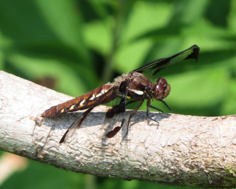 Photo of Common Whitetail