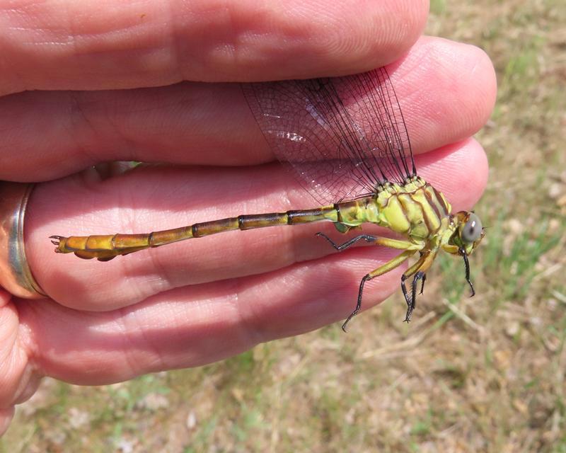 Photo of Russet-tipped Clubtail