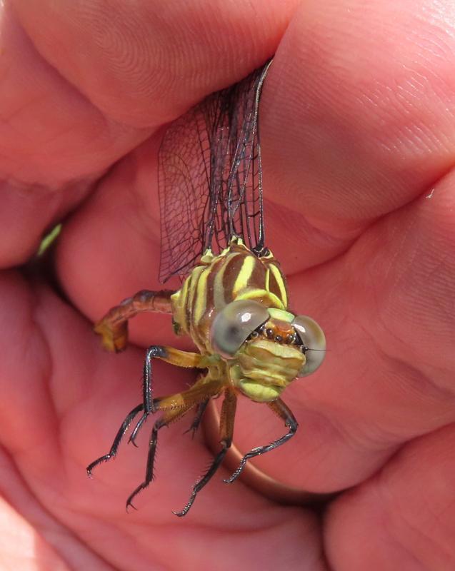 Photo of Russet-tipped Clubtail