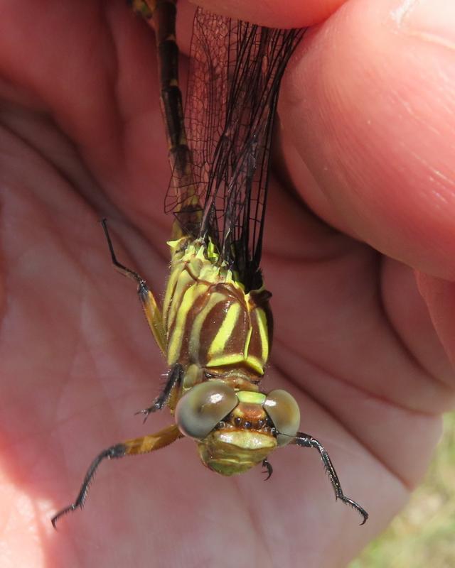 Photo of Russet-tipped Clubtail