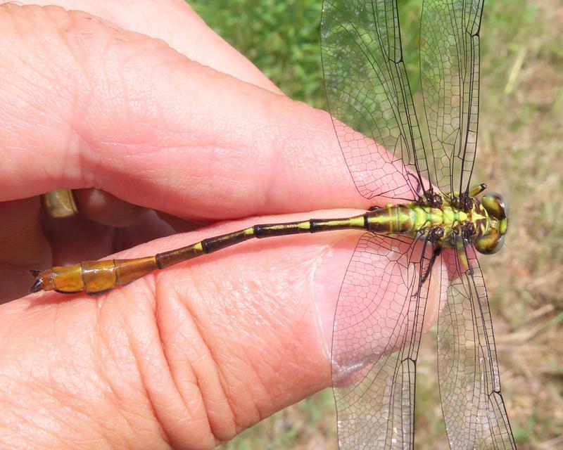 Photo of Russet-tipped Clubtail