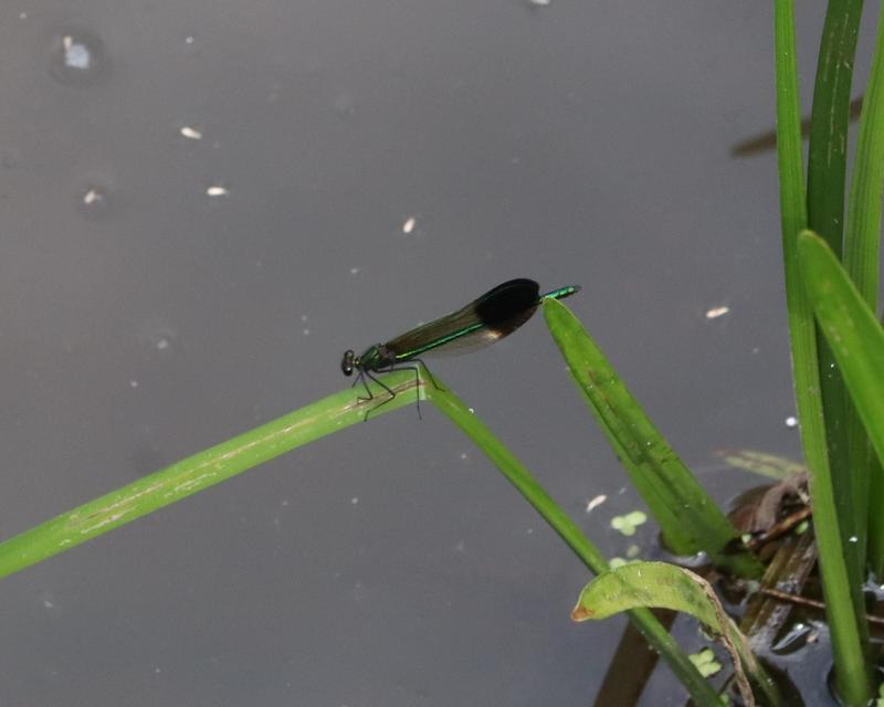 Photo of River Jewelwing