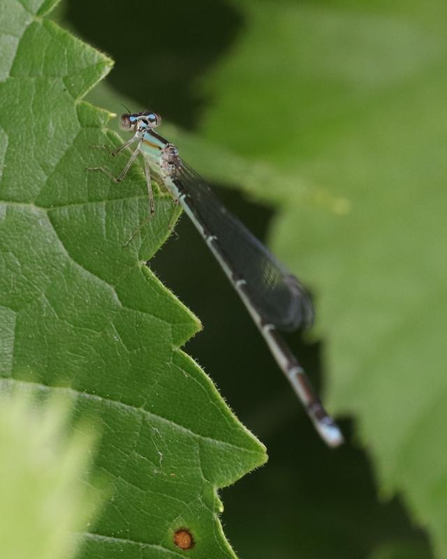 Photo of Orange Bluet