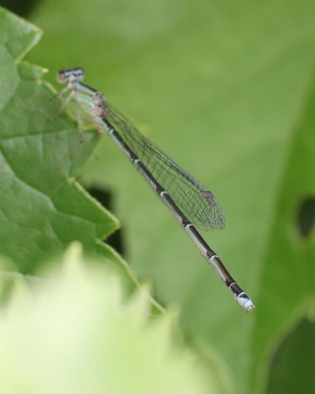 Photo of Orange Bluet