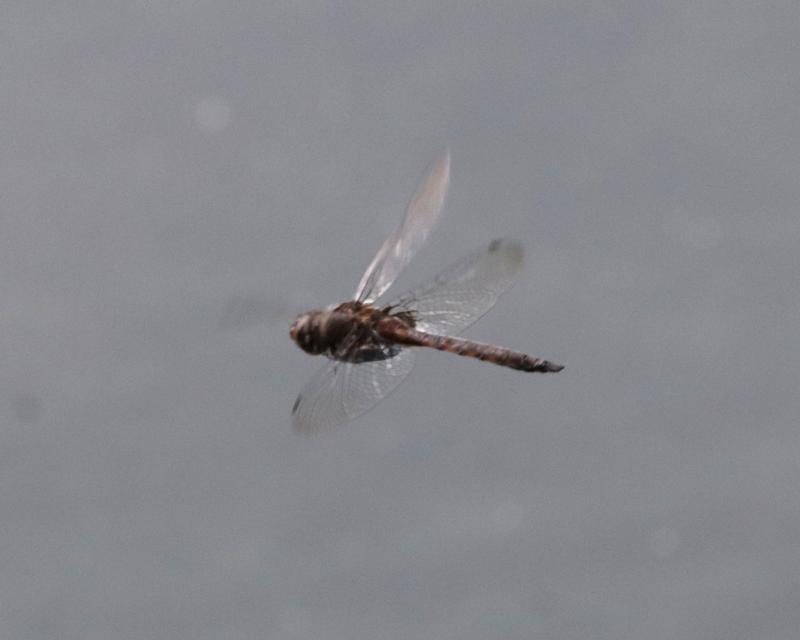 Photo of Common Baskettail