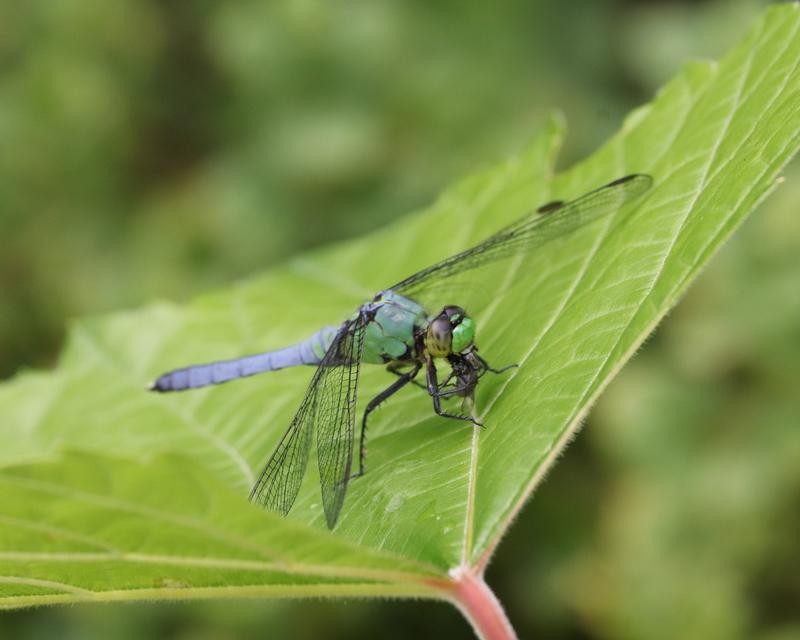 Photo of Eastern Pondhawk