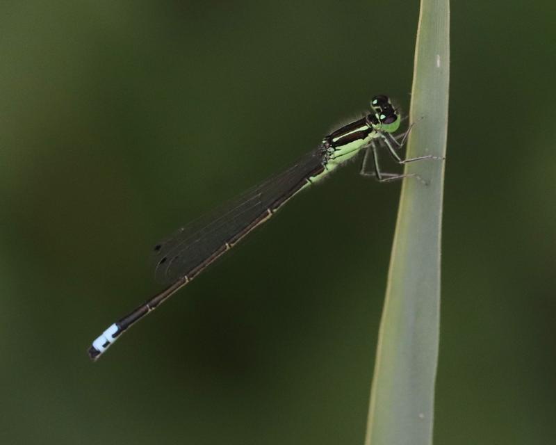 Photo of Eastern Forktail