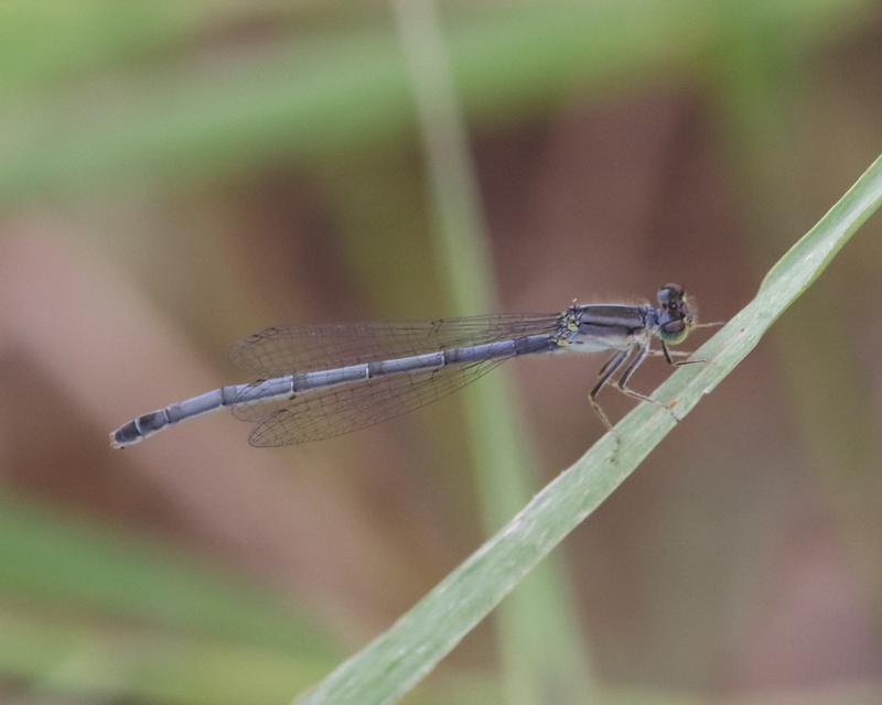 Photo of Eastern Forktail