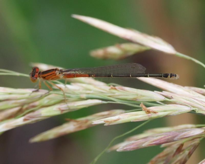 Photo of Eastern Forktail