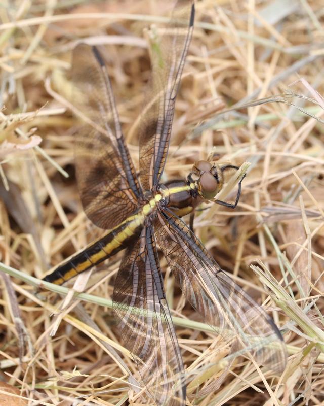 Photo of Widow Skimmer