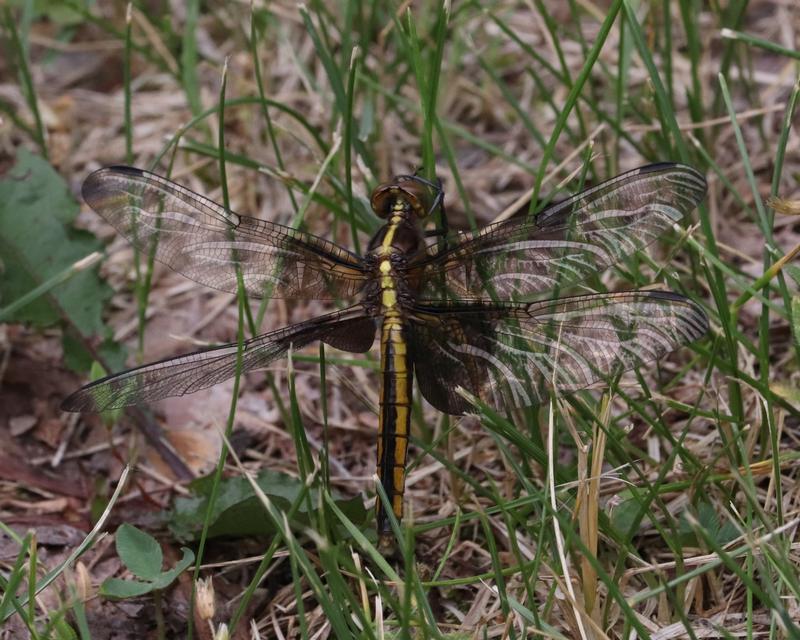 Photo of Widow Skimmer