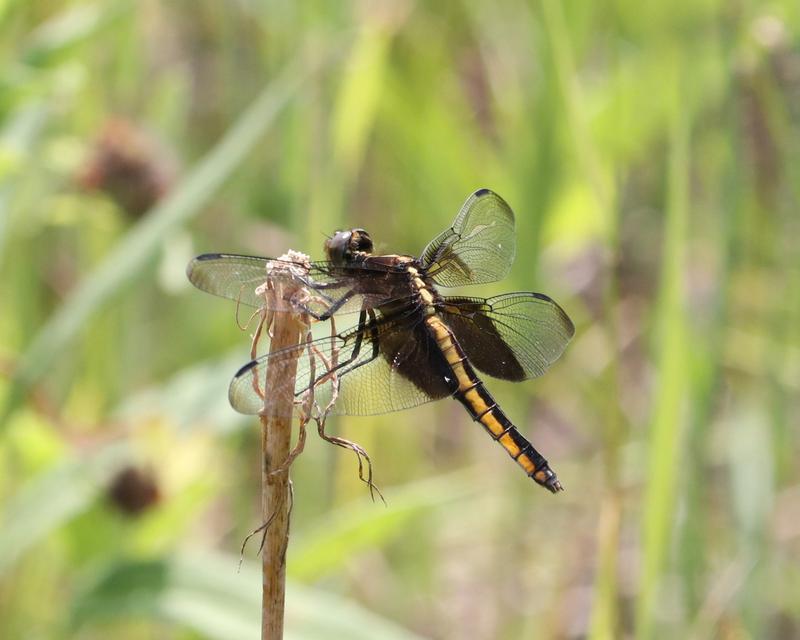 Photo of Widow Skimmer