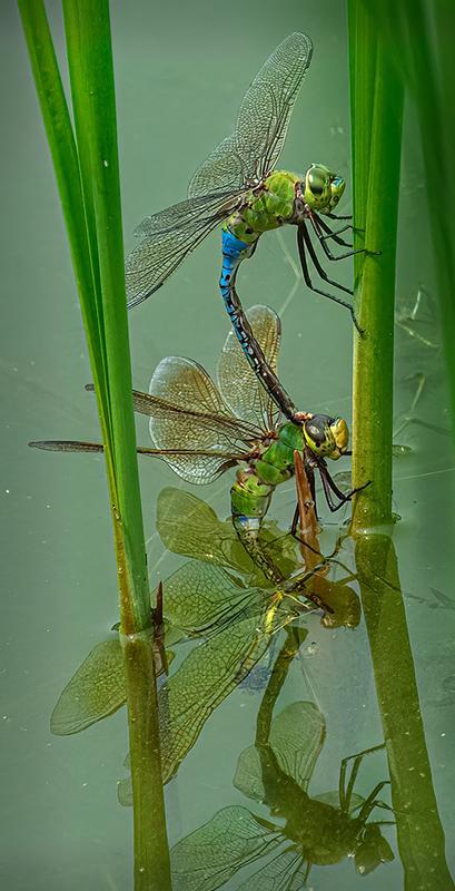 Photo of Common Green Darner