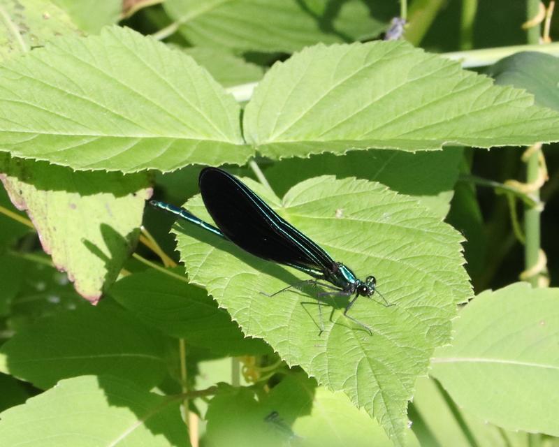 Photo of Ebony Jewelwing