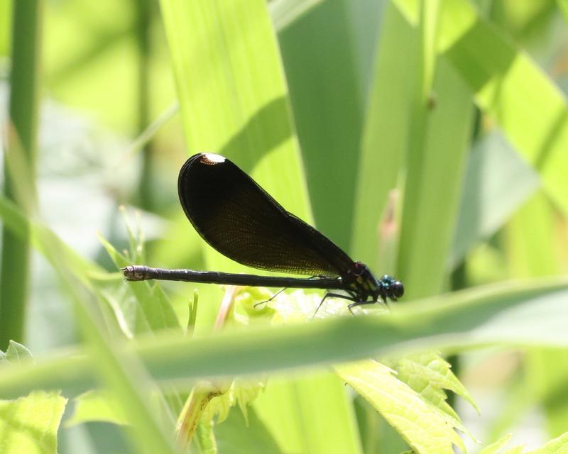 Photo of Ebony Jewelwing