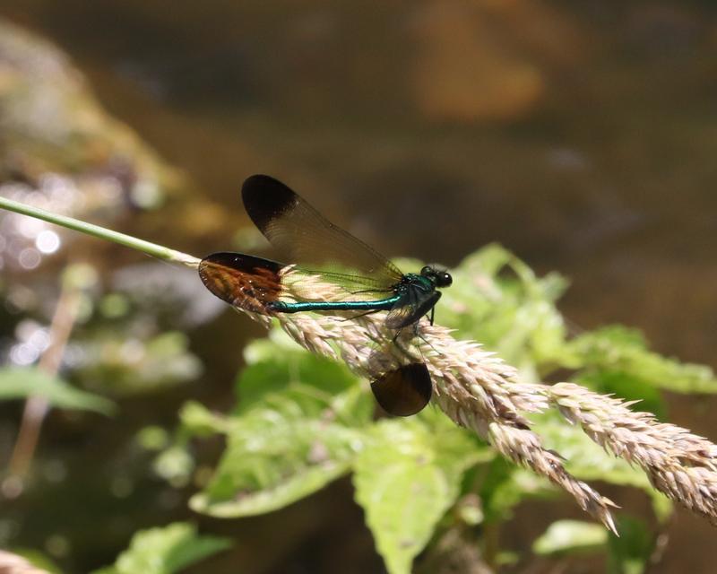 Photo of River Jewelwing