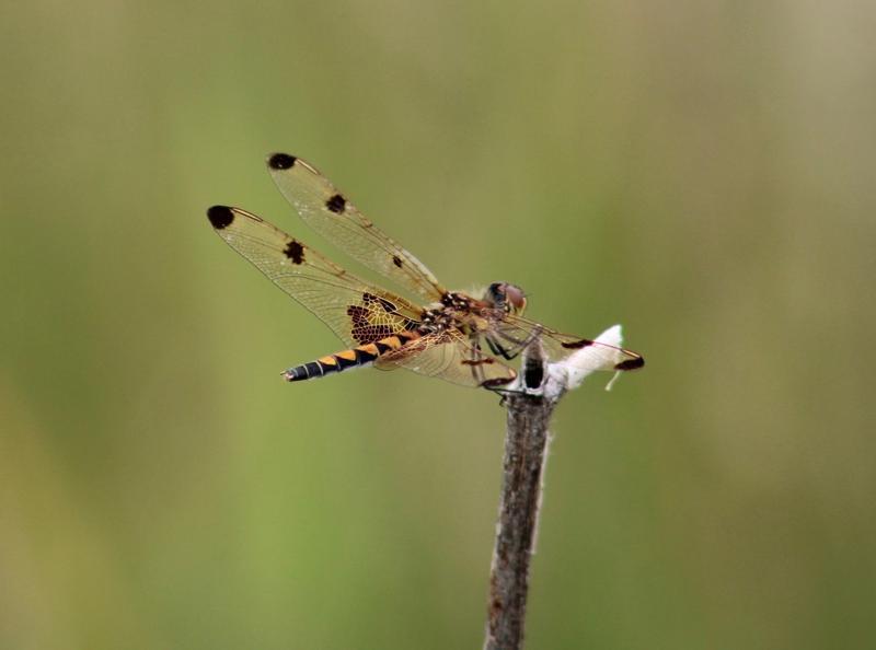 Photo of Calico Pennant