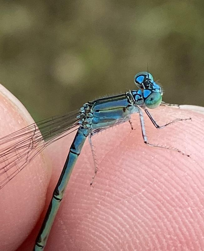 Photo of Slender Bluet