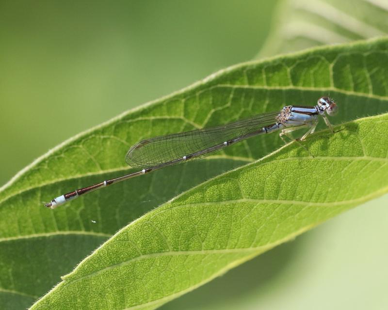 Photo of Orange Bluet