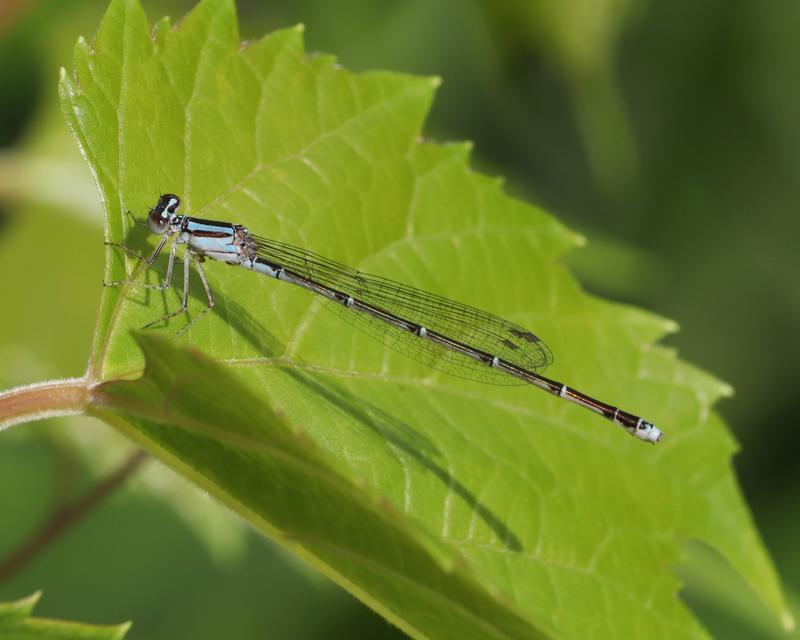 Photo of Orange Bluet