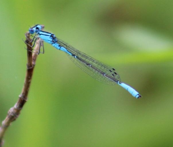 Photo of Azure Bluet