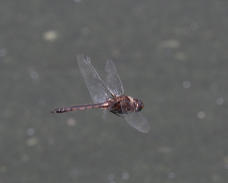 Photo of Common Baskettail