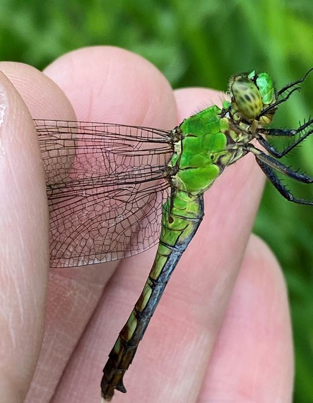 Photo of Eastern Pondhawk