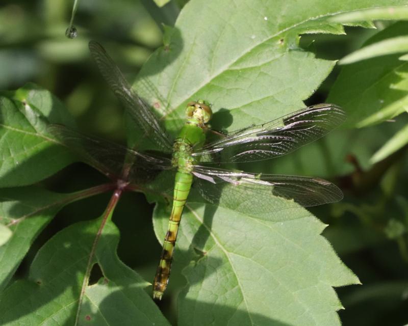 Photo of Eastern Pondhawk