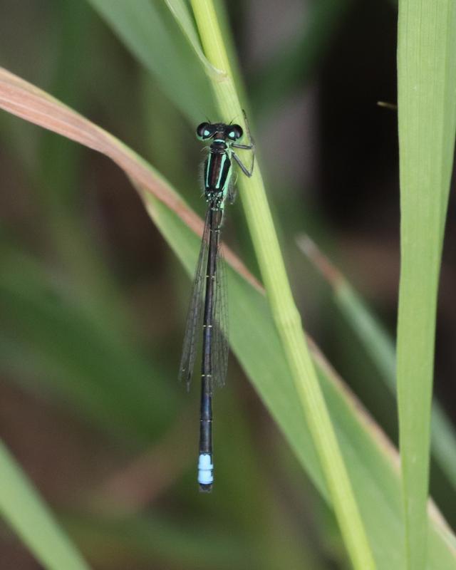 Photo of Eastern Forktail